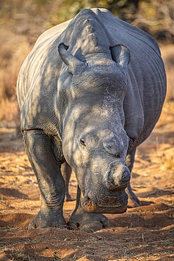 Dehorned White rhino starring at the camera, South Africa, Africa