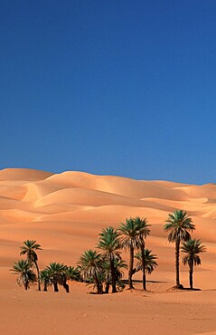 Date (Phoenix dactylifera) palms, Sahara, Erg Date, Libya, Africa