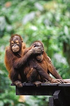 Young Bornean orangutans, Kalimantan, Borneo (Pongo pygmaeus pygmaeus), Indonesia, Asia