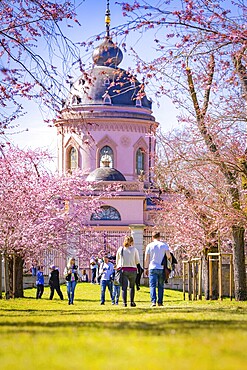 People walking through cherry blossom alley to the pink mosque on a sunny spring day, cherry blossom garden, Schwetzingen Palace, Germany, Europe