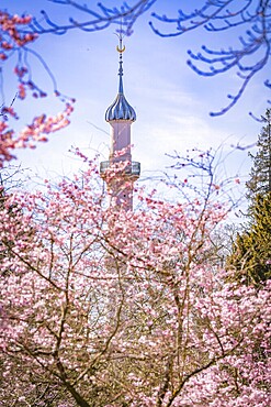 High minaret towers over blossoming cherry trees, blue sky, cherry blossom garden, Schwetzingen Palace, Germany, Europe