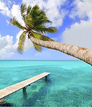 Palm tree in tropical perfect beach at Balearic islands