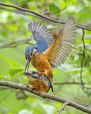 Kingfisher (Alcedo atthis) Indicator of clean watercourses, male and female at sunrise, perched on branch, courtship, mating, pair formation, habitat, Flying Gem, Middle Elbe River Landscape, Middle Elbe Biosphere Reserve, Saxony-Anhalt, Germany, Europe
