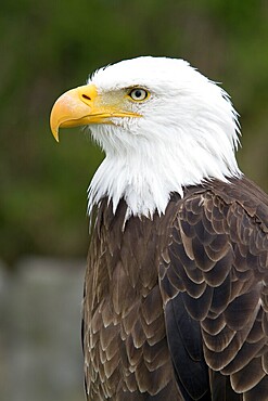 Bald eagle, Haliaeetus leucocephalus, Eagle perched and watching, Portrait, Profil, Close-up, Province of Quebec, Canada