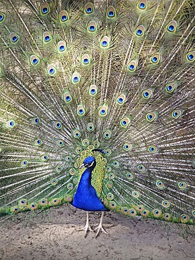 Magnificent peacock with vibrant iridescent blue and green plumage. Elegant feathers fan out, displaying intricate eye patterns in shades of gold and deep turquoise. Bird stands proudly, exuding grace