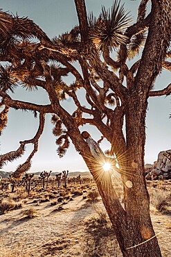 Woman at sunset in Joshua Tree National Park