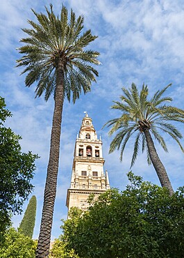 Church tower between palm trees, Mezquita-Catedral de Córdoba or Cathedral of the Conception of Our Lady, Córdoba, Cordoba Province, Andalusia, Spain