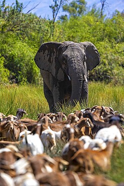 Conflict between livestock and wildlife, herd of goats and desert elephants in the riverbed of the Ugab River, Brandberg, Namibia