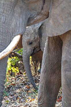 African elephant (Loxodonta africana), young animal among other elephants, Kruger National Park, South Africa