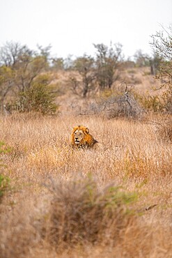 Lion (Panthera leo), adult male, sitting in high grass, Kruger National Park, South Africa