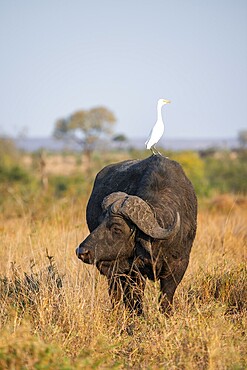Cattle egret (Bubulcus ibis) sitting on the back of a Cape buffalo (Syncerus caffer caffer), bull standing in dry grass, African savannah, funny, Kruger National Park, South Africa