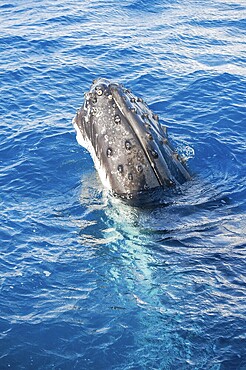 Humpback whale surfacing, Hervey Bay, Queensland, Australia