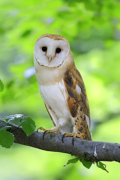 Barn owl (Tyto alba), adult, alert, on tree, Šumava, Czech Republic