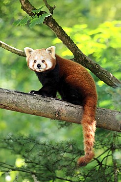 Western Red panda (Ailurus fulgens), adult, on tree, Himalayas, Central Asia