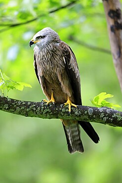 Black Kite (Milvus migrans), adult, vigilant, on tree, spring, Šumava, Czech Republic