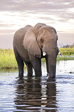 Elephant (Loxodonta africana) in the water, Xakanaxa Lagoon, Moremi Game Reserve, Okavango Delta, Maun, Botswana