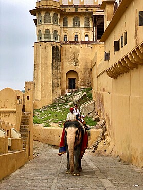 An elephant with rider moves through a historic palace, Amber Fort, Jaipur, Rajasthan, India