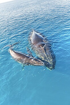 Mother and Calf Humpback Whales surfacing, Hervey Bay, Queensland, Australia