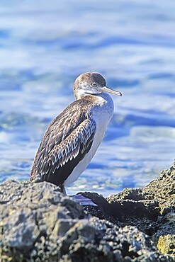 Cormorant (Phalacrocoracidae), Formentera, Balearic Islands. Spain