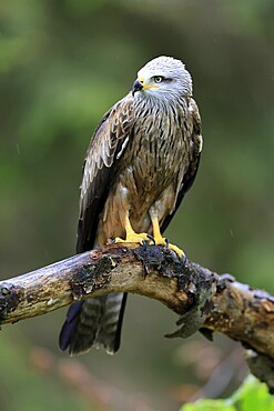 Black Kite (Milvus migrans), adult, vigilant, on tree, spring, Šumava, Czech Republic