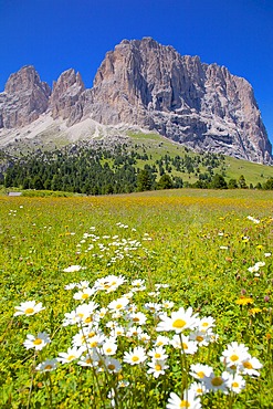 Sassolungo Group and daisies, Sella Pass, Trento and Bolzano Provinces, Italian Dolomites, Italy, Europe
