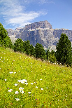 Sella Pass and daisies, Trento and Bolzano Provinces, Italian Dolomites, Italy, Europe