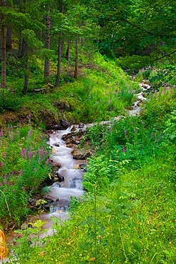 Stream, Vigo di Fassa, Fassa Valley, Trento Province, Trentino-Alto Adige/South Tyrol, Italian Dolomites, Italy, Europe
