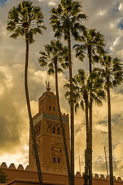 View of Koutoubia Mosque and palm trees at sunset, UNESCO World Heritage Site, Marrakesh (Marrakech), Morocco, North Africa, Africa