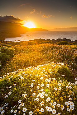 Rocky coast at the Ponta da Sao Lourenco and spring flowers at sunset, Eastern tip of the island, Madeira, Portugal, Atlantic, Europe