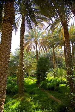 Oasis, Al Ain, Abu Dhabi, United Arab Emirates, Middle East