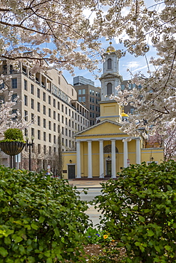 View of the St. John's Episcopal Church and spring blossom, Washington D.C., United States of America, North America