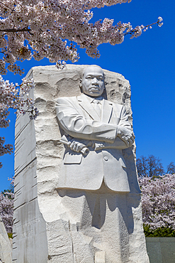 View of the Martin Luther King Jr. Memorial and cherry blossom trees in spring, Washington D.C., United States of America, North America
