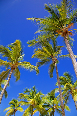 Palm trees, Long Bay, Antigua, Leeward Islands, West Indies, Caribbean, Central America 