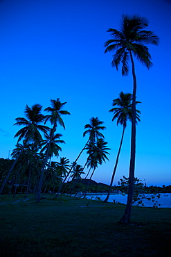 Palm trees and beach at dusk, Morris Bay, St. Mary, Antigua, Leeward Islands, West Indies, Caribbean, Central America 