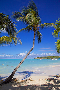 Beach and palm trees, Dickenson Bay, St. Georges, Antigua, Leeward Islands, West Indies, Caribbean, Central America 