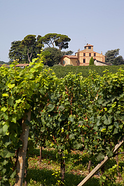Vineyard near Parma, Emilia Romagna, Italy, Europe