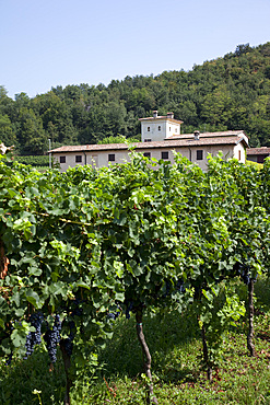 Vineyard near Parma, Emilia Romagna, Italy, Europe