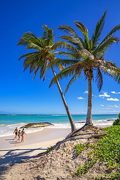 View of palm trees and sea at Bavaro Beach, Punta Cana, Dominican Republic, West Indies, Caribbean, Central America