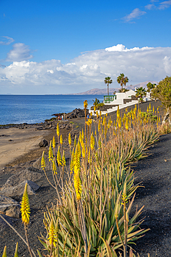 View of coastline and Playa El Barranquillo beach, Puerto Carmen, Lanzarote, Las Palmas, Canary Islands, Spain, Atlantic, Europe