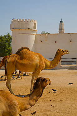 Camels in Camel Souq, Waqif Souq, Doha, Qatar, Middle East