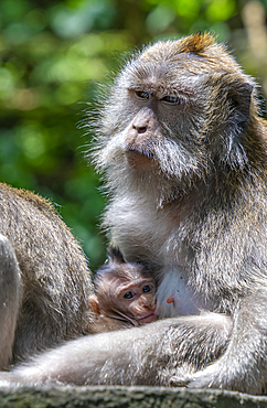 Long tailed Macaque monkeys in Sacred Monkey Forest Sanctuary, Ubud, Kecamatan Ubud, Kabupaten Gianyar, Bali, Indonesia, South East Asia, Asia