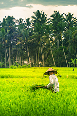 View of a Balinese wearing a typical conical hat working in the paddy fields, Sidemen, Kabupaten Karangasem, Bali, Indonesia, South East Asia, Asia