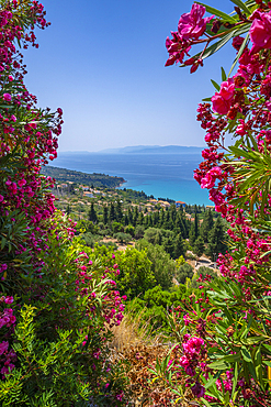 View of olive groves and coastline near Lourdata, Kefalonia, Ionian Islands, Greek Islands, Greece, Europe