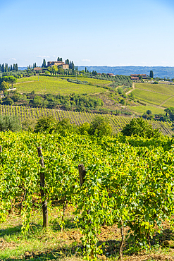 View of vineyards and landscape near San Gimignano, San Gimignano, Province of Siena, Tuscany, Italy, Europe