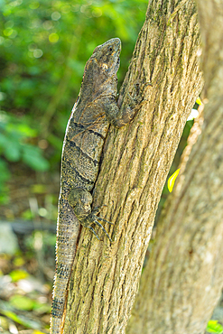 View of large iguana, Tulum, Quintana Roo, Caribbean Coast, Yucatan Peninsula, Riviera Maya, Mexico, North America