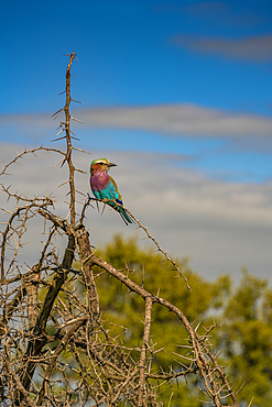 View of a Lilac-breasted Roller in a tree on game drive in Kruger National Park, South Africa, Africa