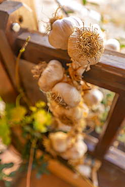 View of garlic cloves, Theologos, Thassos, Aegean Sea, Greek Islands, Greece, Europe