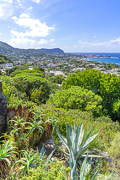 View of tropical flora in Giardini la Mortella Botanical Gardens and Forio in background, Forio, Island of Ischia, Campania, Italy, Europe