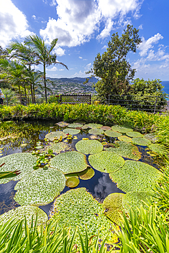 View of tropical flora in Giardini la Mortella Botanical Gardens, Forio, Island of Ischia, Campania, Italy, Europe