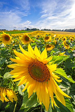 View of sunflowers at Barlow Sunflower Fields, Barlow, Derbyshire, England, United Kingdom, Europe